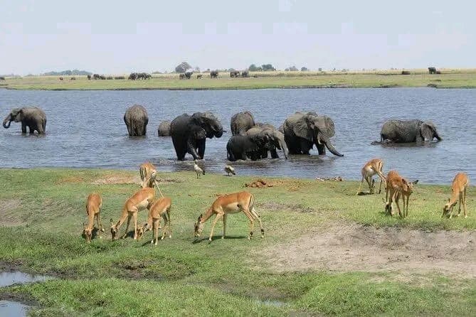 Elephant herd at waterhole