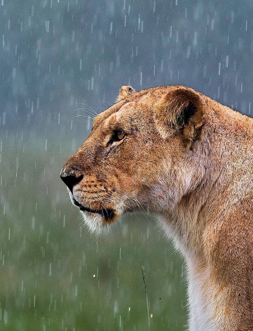 Lion sighting in Hwange